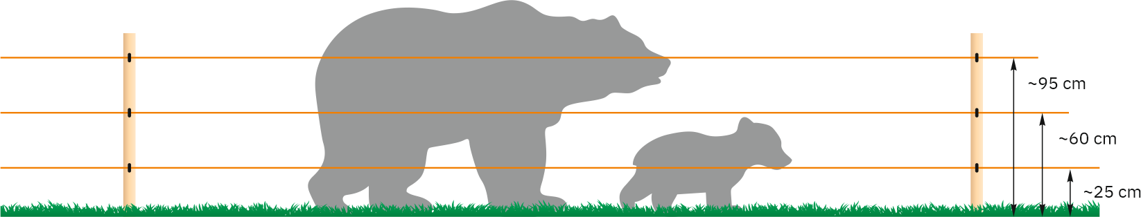 Înălțimile firelor pentru urși